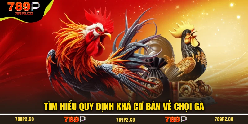 Tìm hiểu quy định khá cơ bản về chọi gà